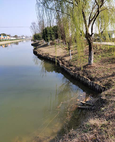 江苏河道木桩