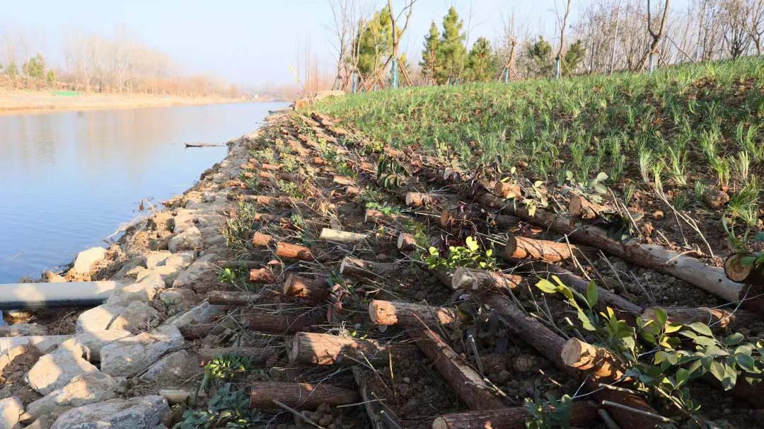 江苏南四湖流域丰沛运河生态修复提升项目