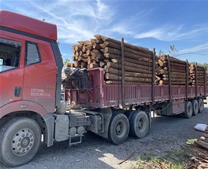 江苏杉木桩装车...