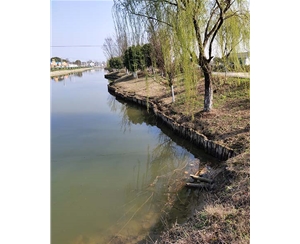 江苏河道木桩