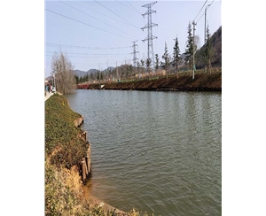 江苏江苏河道木桩